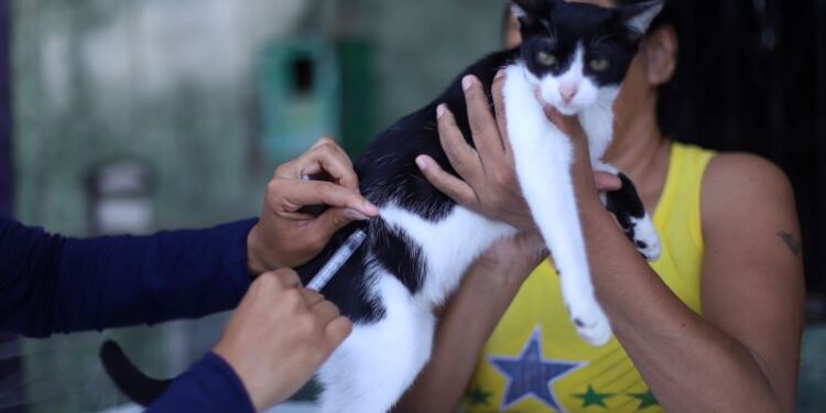 Atacadista recebe ação de vacinação antirrábica e evento de adoção de animais