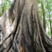 Tecnologias monitoram biodiversidade, árvores e ar da Amazônia