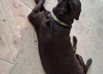 Defensoria Pública do Amazonas garante transporte de animais de suporte emocional em voo para Fortaleza