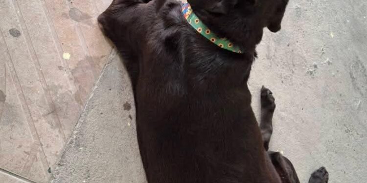 Defensoria Pública do Amazonas garante transporte de animais de suporte emocional em voo para Fortaleza