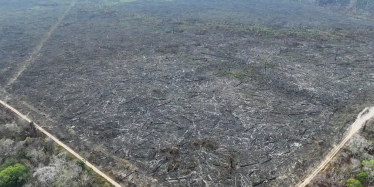Apenas 5% dos casos de desmatamento na Amazônia geraram indenizações, diz Imazon
