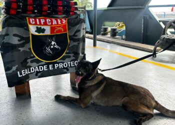 Cadela auxilia na localização de drogas avaliadas em R$ 2,2 milhões em bagagem de barco no AM