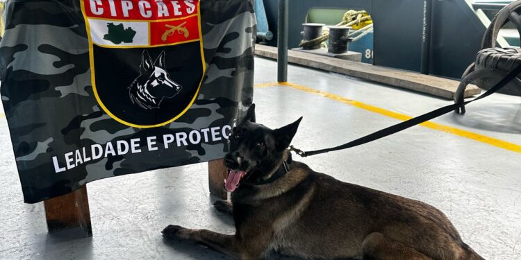 Cadela auxilia na localização de drogas avaliadas em R$ 2,2 milhões em bagagem de barco no AM