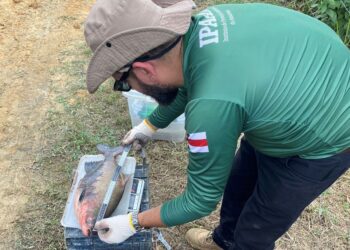 Fim do defeso: pesca do tambaqui é liberada a partir de 1º de abril no Amazonas