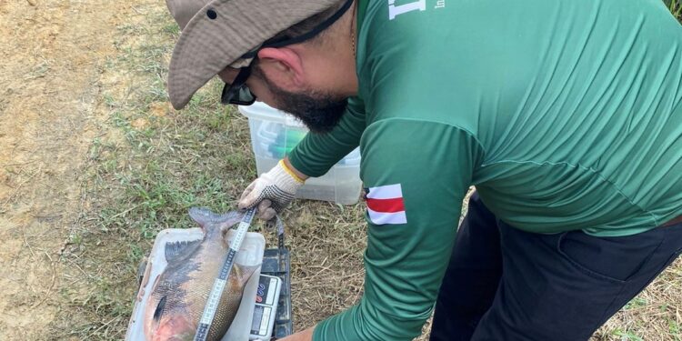 Fim do defeso: pesca do tambaqui é liberada a partir de 1º de abril no Amazonas