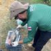 Fim do defeso: pesca do tambaqui é liberada a partir de 1º de abril no Amazonas