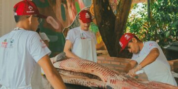 FAS: Tecnologia social impulsiona manejo sustentável do pirarucu na Amazônia