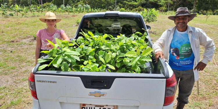 Produção de café no Amazonas deve atingir a marca de 2,2 mil toneladas em 2025, segundo o Idam