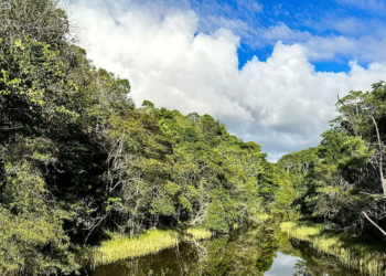 Plataforma identifica áreas prioritárias para restauração florestal