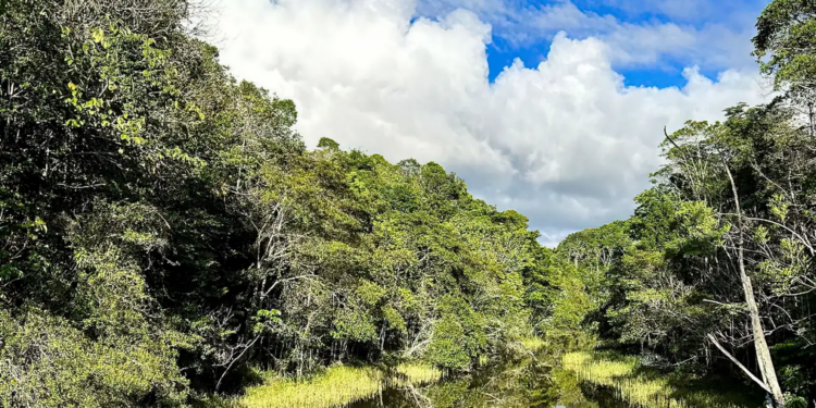 Plataforma identifica áreas prioritárias para restauração florestal