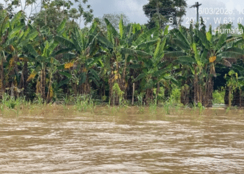 Quase 120 mil pessoas estão afetadas pela cheia no Amazonas