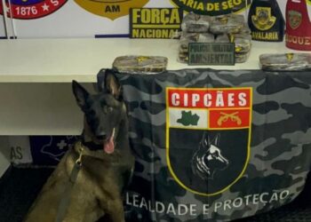 Cadela policial encontra 13 kg de cocaína escondidos em armário de embarcação no Amazonas