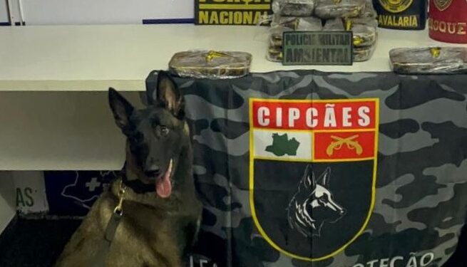 Cadela policial encontra 13 kg de cocaína escondidos em armário de embarcação no Amazonas