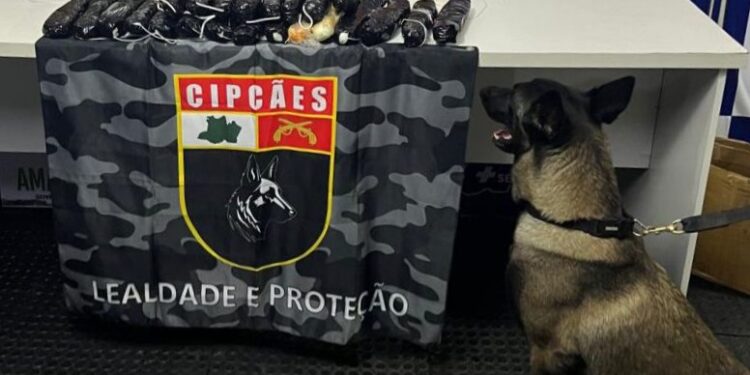 Cadela policial encontra oito quilos de pasta-base escondidos em banheiro de embarcação