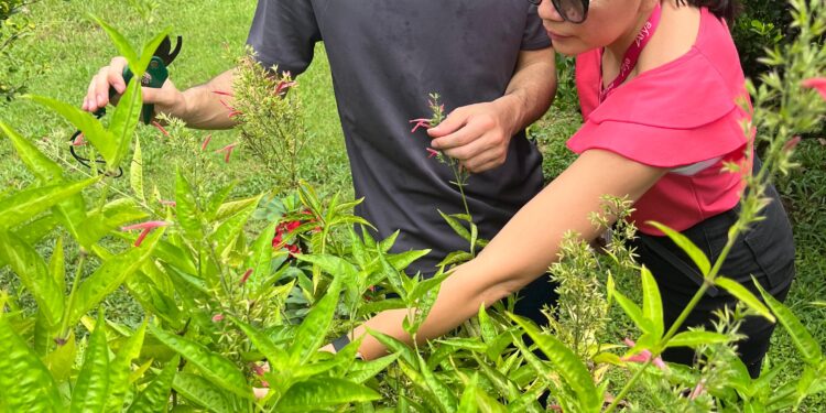 Alunos da Afya Itacoatiara desenvolvem projetos de pesquisa sobre o uso medicinal de plantas amazônicas