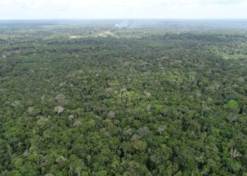 Ipaam registra queda de 52,46% no desmatamento e 64,72% nos focos de calor no mês de junho