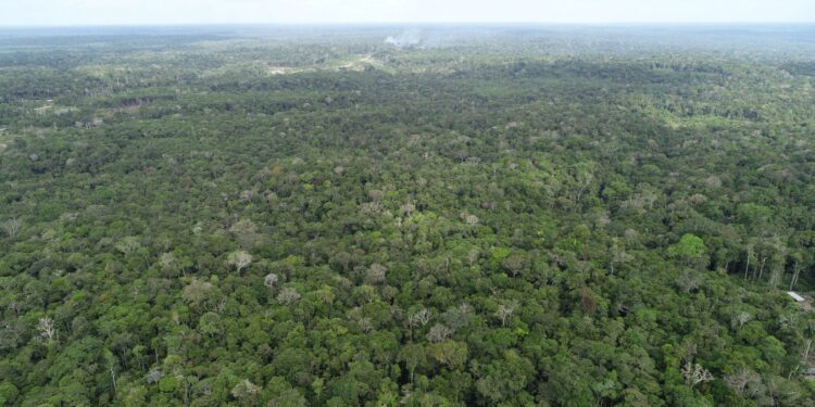 Ipaam registra queda de 52,46% no desmatamento e 64,72% nos focos de calor no mês de junho