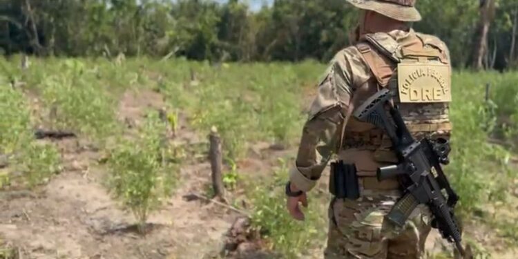 PF destrói plantação com 8 mil pés de maconha no Amazonas