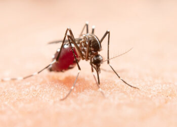 Verão amazônico favorece proliferação de mosquitos e exige cuidados para a prevenção de doenças