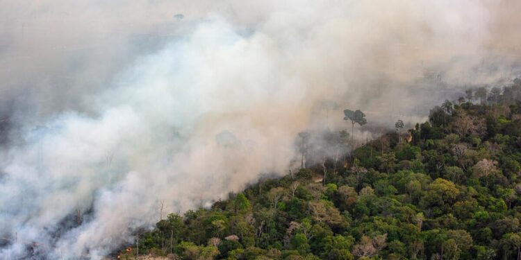 Defensoria Pública monitora a situação das queimadas no Amazonas