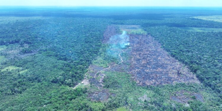 Queimadas e desmatamento: Ipaam aplica mais de R$ 30 milhões em multas no Amazonas