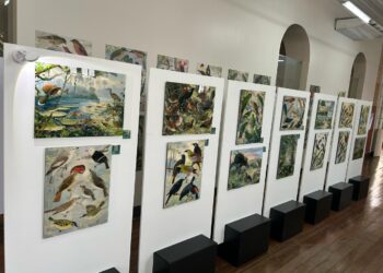 Exposição sobre a biodiversidade da Amazônia fica em Manaus até 14 de setembro