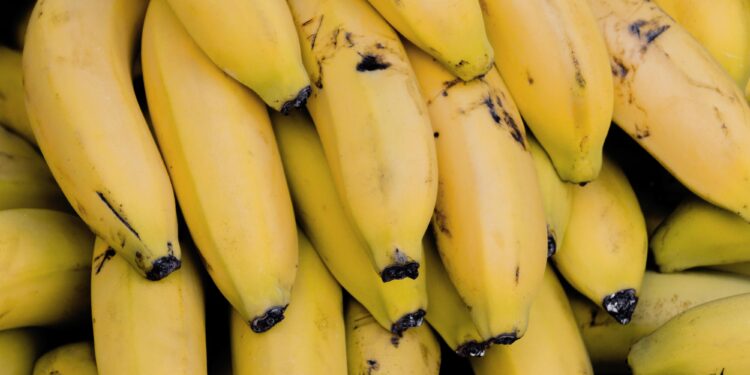Dia da Banana – Fruta com feira exclusiva, em Manaus, tem nutrientes e previne doenças, confira: