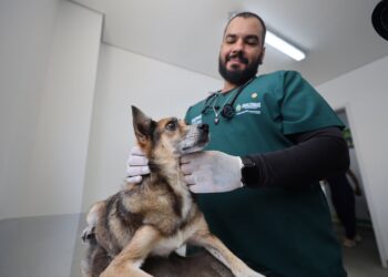 Hospital Público Veterinário do Amazonas inicia atendimentos a população