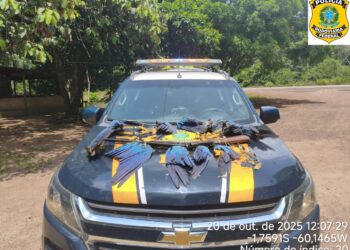 Polícias prendem homem por crime ambiental e posse irregular de arma de fogo no AM