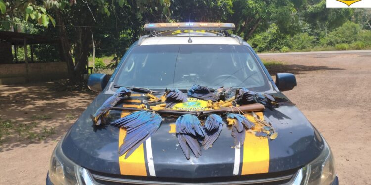 Polícias prendem homem por crime ambiental e posse irregular de arma de fogo no AM