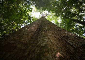 Transação comercial de madeira nativa na Amazônia Legal chega a 6,57 milhões de metros cúbicos em 2024