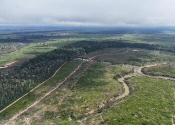 Ipaam multa posseiro em mais de R$ 24,3 milhões pelo maior desmatamento do ano em Borba