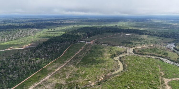 Ipaam multa posseiro em mais de R$ 24,3 milhões pelo maior desmatamento do ano em Borba