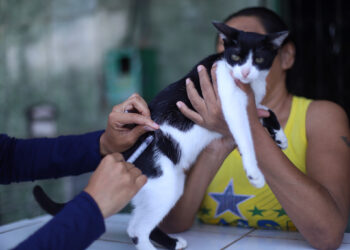 Campanha de vacinação antirrábica da prefeitura tem 33 pontos fixos para imunizar cães e gatos em Manaus