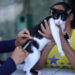 Campanha de vacinação antirrábica da prefeitura tem 33 pontos fixos para imunizar cães e gatos em Manaus