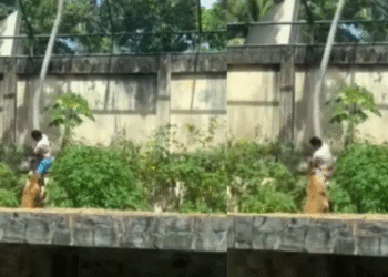 Vídeo: Homem morre atacado por leoa após invadir jaula em zoológico