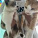 Cuidados com a areia dos gatos garantem bem-estar e evitam problemas de saúde