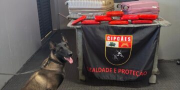 Mulher é presa ao transportar R$ 450 mil em drogas no Amazonas