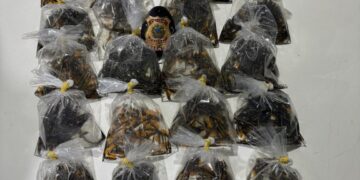 Polícia Federal prende homem por contrabando de peixes ornamentais da Amazônia