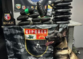 PM apreende óleo de maconha e quase R$ 2 milhões em drogas no Amazonas 