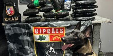 PM apreende óleo de maconha e quase R$ 2 milhões em drogas no Amazonas 