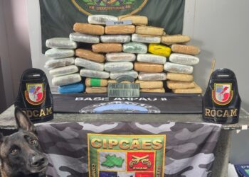 Amazonas: Cão policial auxilia PM a apreender quase R$ 1 milhão em drogas