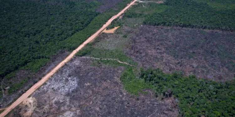 Alertas de desmatamento caem 35% na Amazônia e 6% no Cerrado