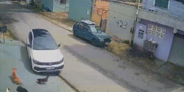 Suspeito de atropelar cães em Manaus é preso ao tentar fugir para São Paulo