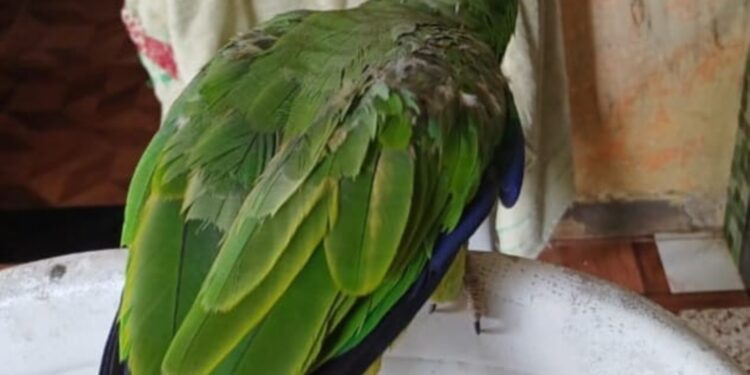 Operação contra cativeiros ilegais resgata mais de 50 animais silvestres na zona leste de Manaus  