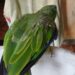 Operação contra cativeiros ilegais resgata mais de 50 animais silvestres na zona leste de Manaus  