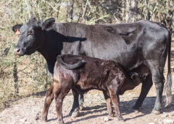Abril Laranja: Manejo adequado no desmame de bezerros é pilar contra os maus-tratos no campo