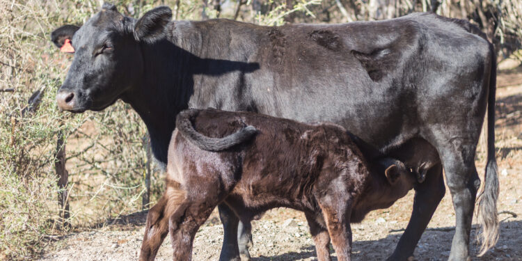 Abril Laranja: Manejo adequado no desmame de bezerros é pilar contra os maus-tratos no campo