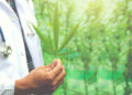 Novas regras reforçam controle sobre cannabis medicinal no Brasil