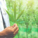 Novas regras reforçam controle sobre cannabis medicinal no Brasil